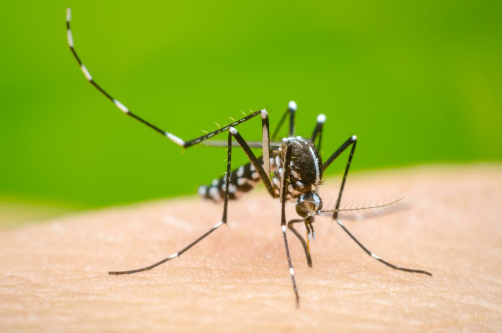 Jujuy: se confirmó un segundo fallecimiento por dengue